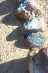 Rosamond blue rocks